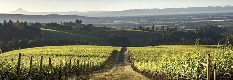 Knudsen Vineyard